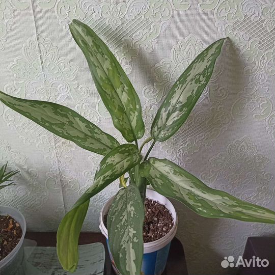 Комнатные цветы