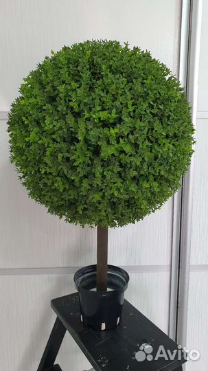 Искусственный самшит