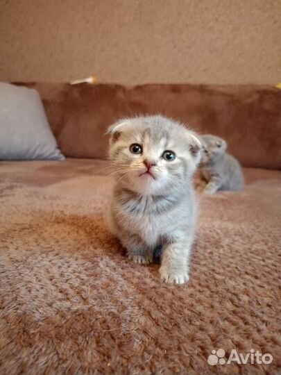 Котята в добрые руки бесплатно