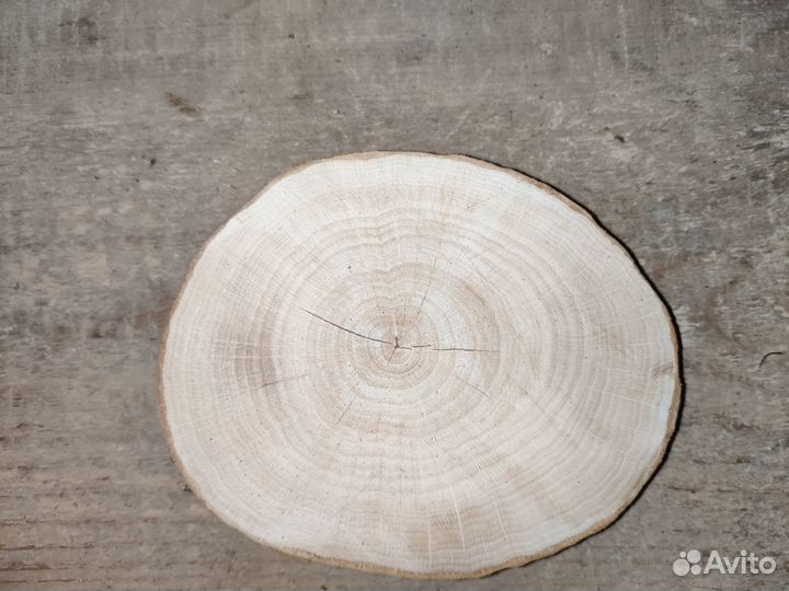 Торцевые спилы деревьев