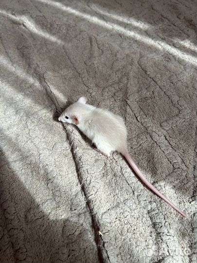 Очаровательные крысята Дамбо, Рекс