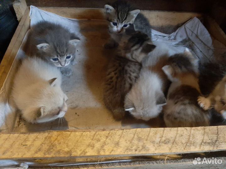 Котята