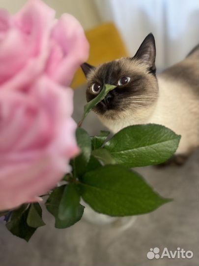 Сиамский кот
