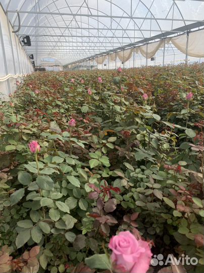 Розы с теплицы, Оптом