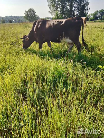 Корова дойная