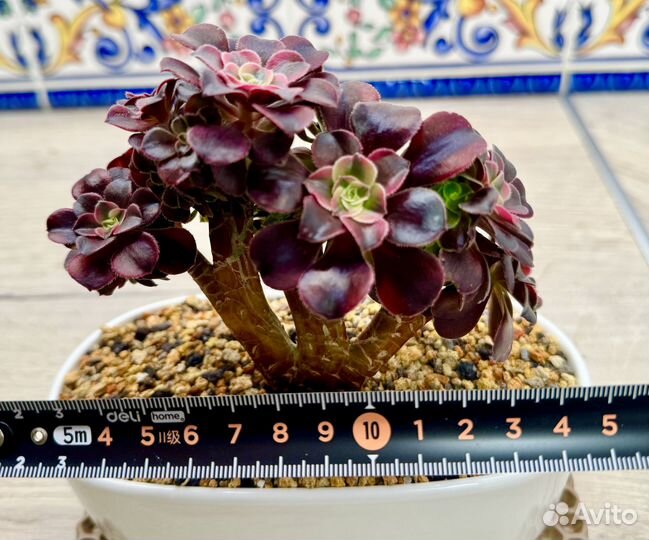 Эониум кристатный Медуза