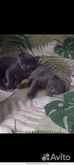 Котик бесплатно