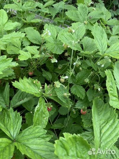 Земляника лесная