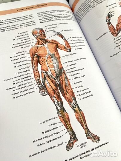 Атлас анатомии человека 2023
