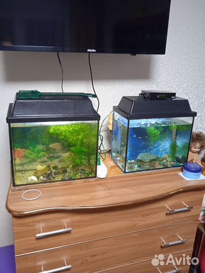 Аквариум