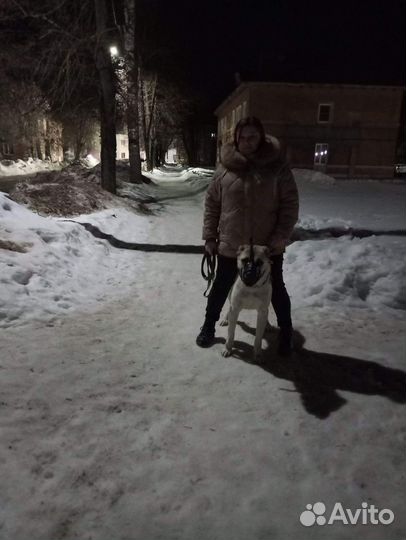 Продаётся собака, девочка