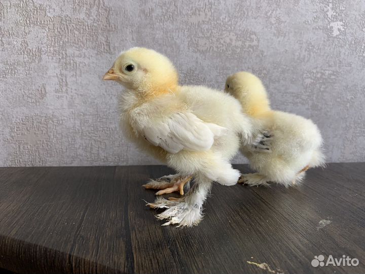 Цыплята суточные брама