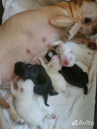 Новый помет чихуахуа