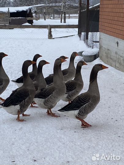 Гуси гибрид Африканского/Крупный серый