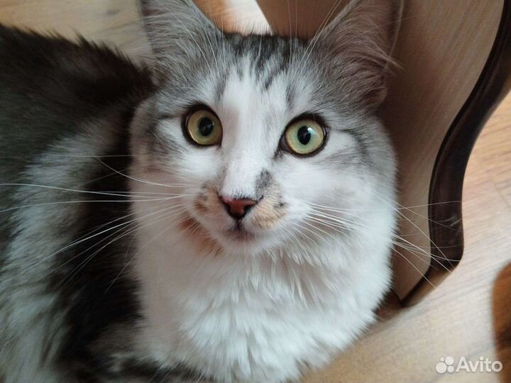 Кот для вязки, сибирский 1 годик