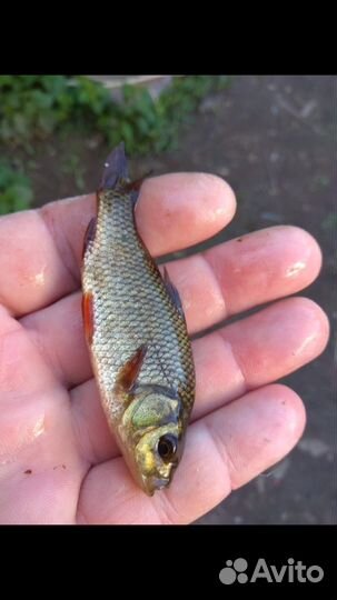 Живая рыба. Карп белый амур толстолобик линь