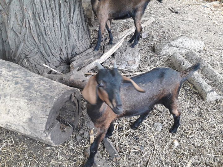 Продам козочек