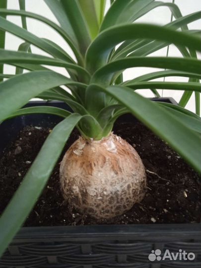 Нолина (бокарнея), кактусы