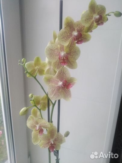 Орхидея фаленопсис