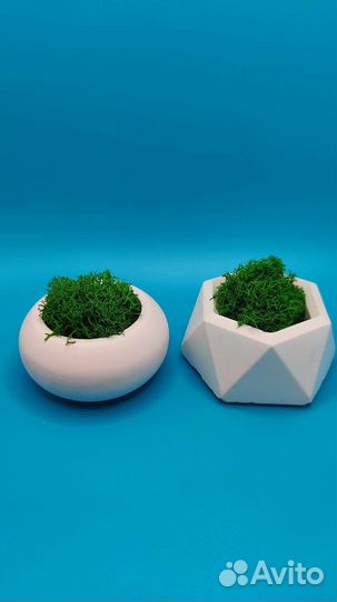 Стабилизированный мох в горшочках