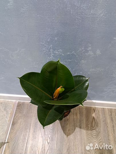 Фикус эластика chloe d14