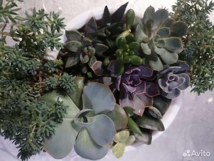 Комнатные растения