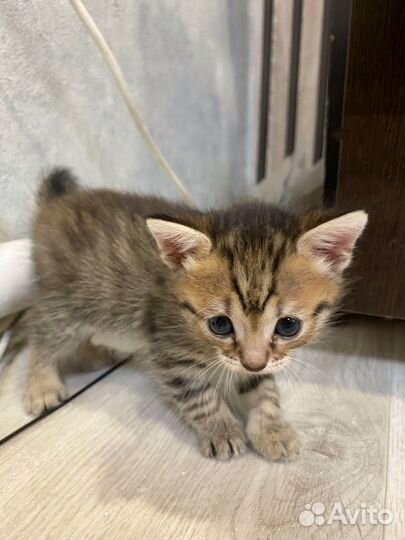 Котята красивого окраса