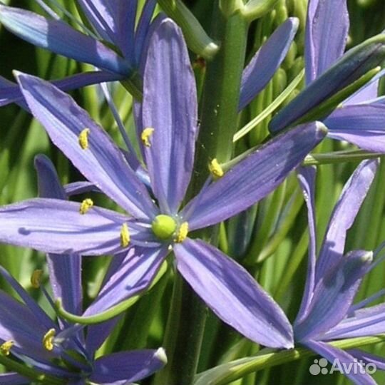 Camassia quamast