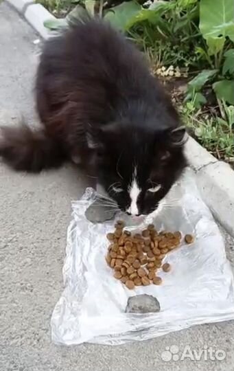 Кошка в добрые руки