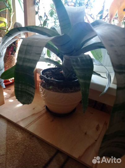 Эхмея полосатая/глиняный горшок