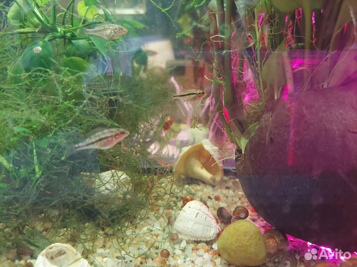 Копадихромис каданго