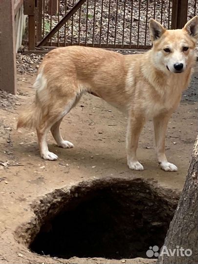 Собака в добрые руки