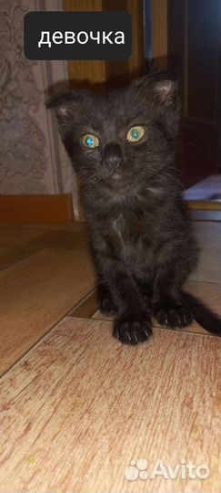 Кошка в дар бесплатно