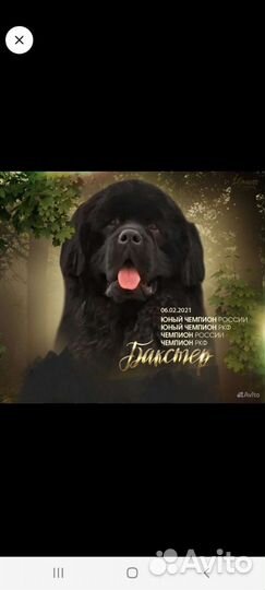 Щенки Ньюфаундленд