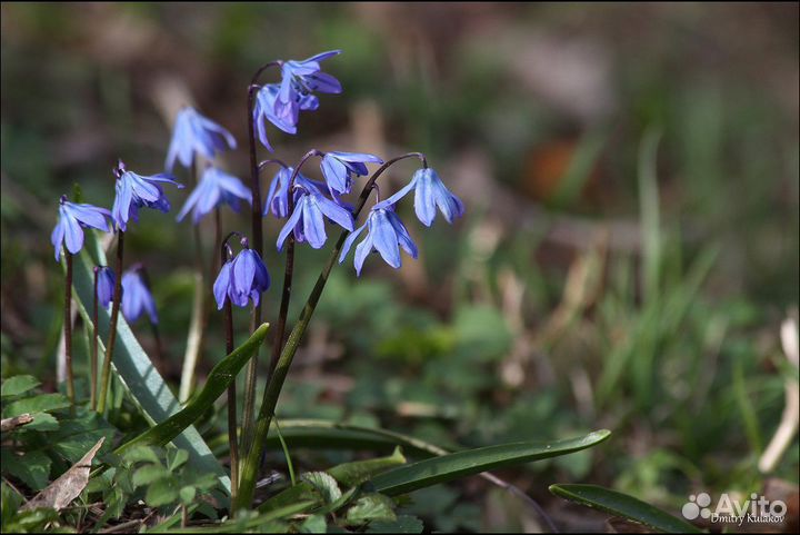 Пролеска синий подснежник Цветущие с луковицами