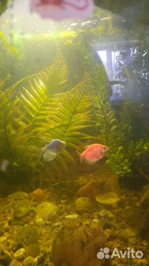 Аквариум с рыбами