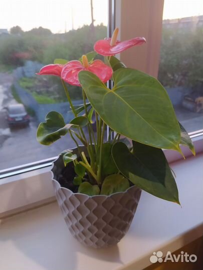 Комнатные растения цветы