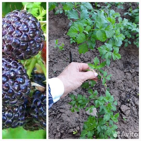 Слива, чёрная малина