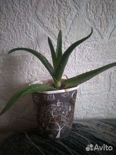 Каланхоэ лечебный, алоэ столетник