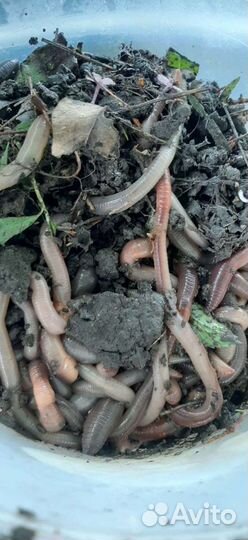 Червь выползок