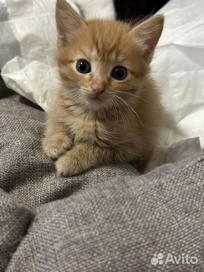 Кошка в дар