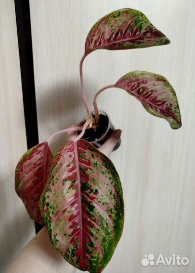 Аглаонема 10 Карат, Frozen, Sabmongkol red