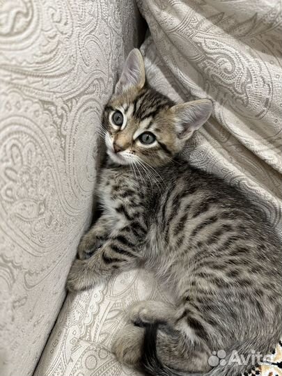 Бенгальские котята