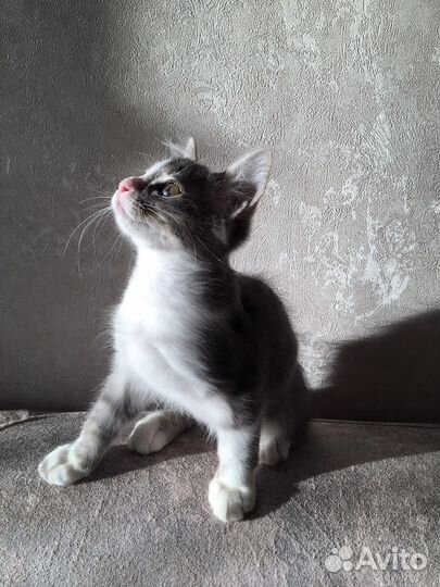 Кошка в дар бесплатно
