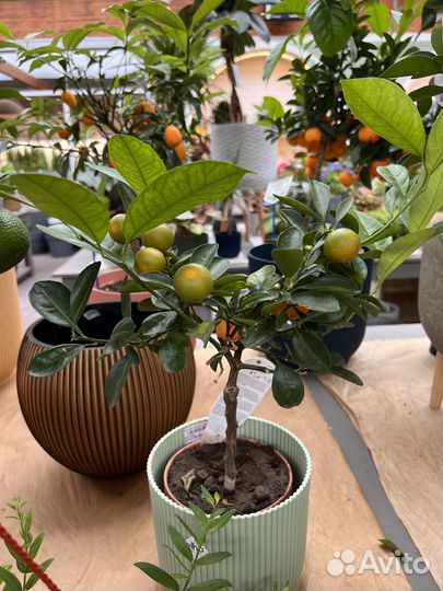 Цитрус Каламандин