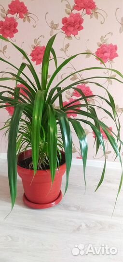 Пальма панданус