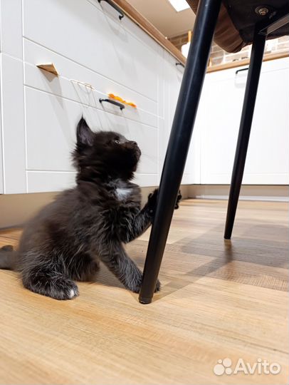 Котята мейн-кун