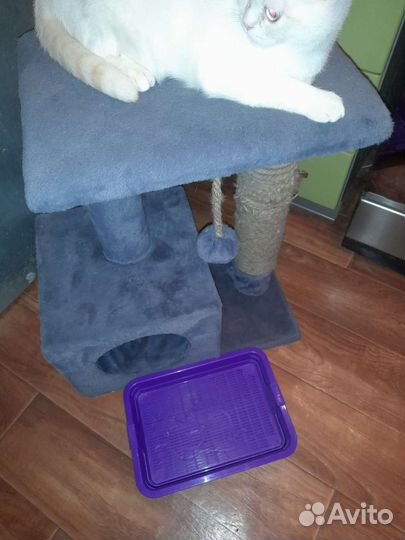 Когтеточка домик и лоток для котят