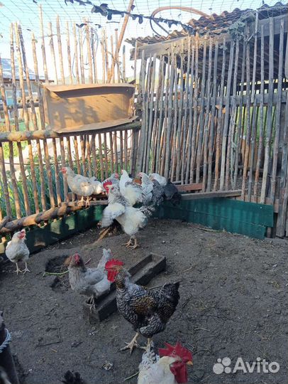 Продам индоуток. Вывод 4 апреля