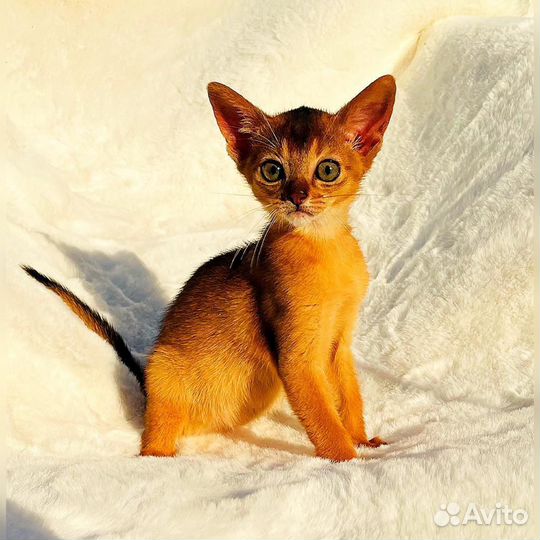 Абиссинские котята
